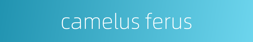 camelus ferus的同义词