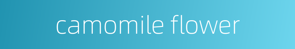 camomile flower的同义词
