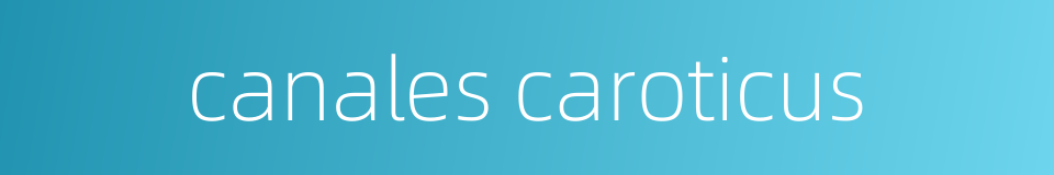 canales caroticus的同义词