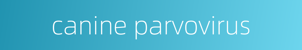 canine parvovirus的同义词