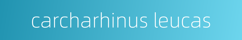 carcharhinus leucas的同义词