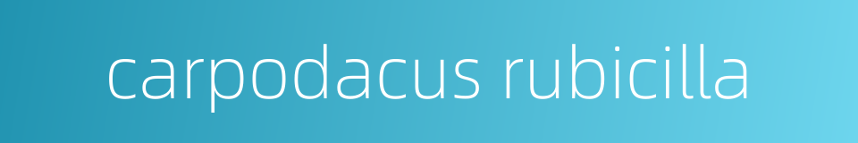 carpodacus rubicilla的同义词