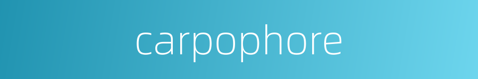 carpophore的同义词