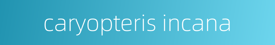 caryopteris incana的同义词