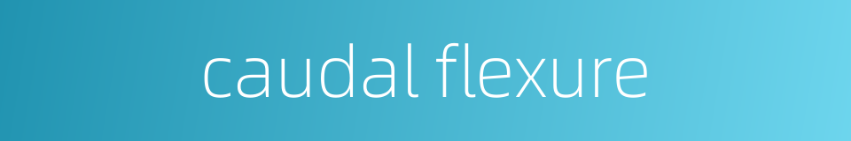 caudal flexure的同义词