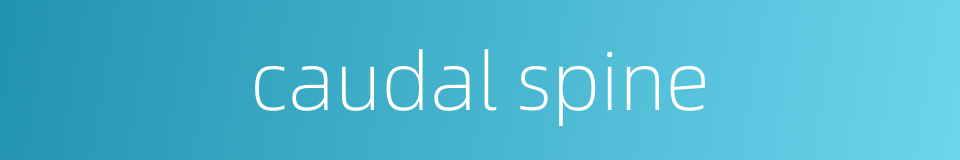 caudal spine的同义词