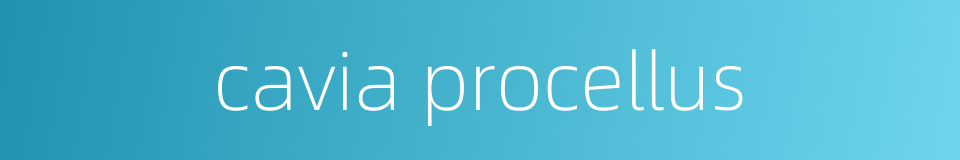 cavia procellus的同义词