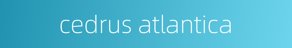 cedrus atlantica的同义词