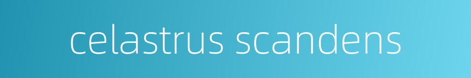 celastrus scandens的同义词