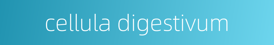cellula digestivum的同义词