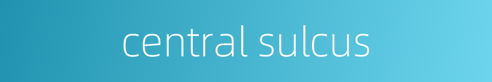 central sulcus的同义词