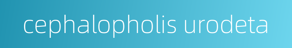 cephalopholis urodeta的同义词