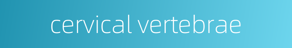 cervical vertebrae的同义词