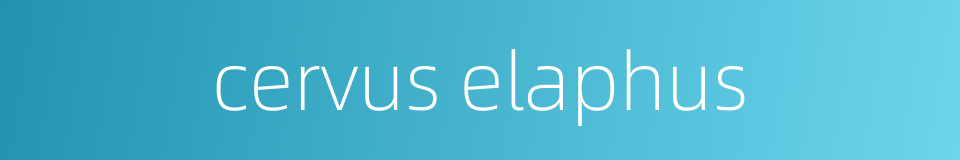 cervus elaphus的同义词