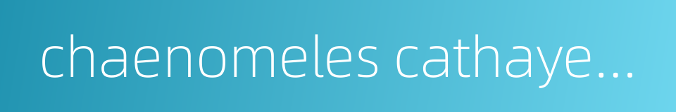 chaenomeles cathayensis的同义词
