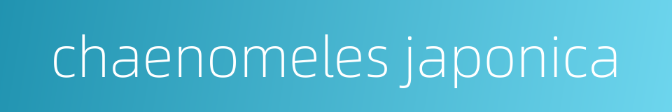 chaenomeles japonica的同义词