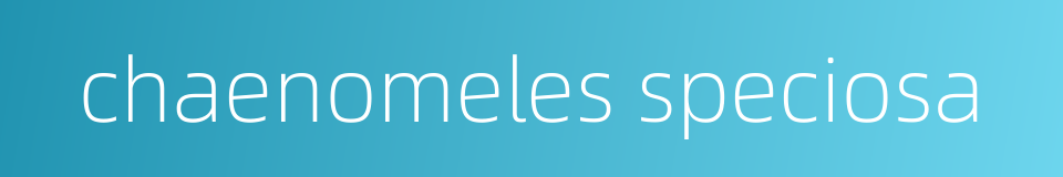 chaenomeles speciosa的同义词