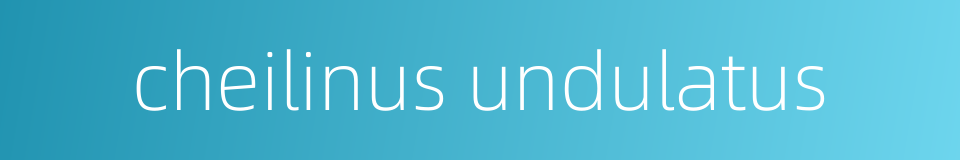 cheilinus undulatus的同义词