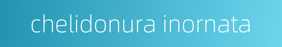 chelidonura inornata的同义词