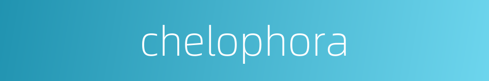 chelophora的同义词