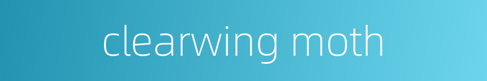 clearwing moth的同义词