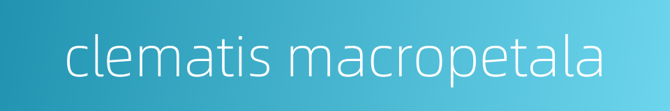 clematis macropetala的同义词