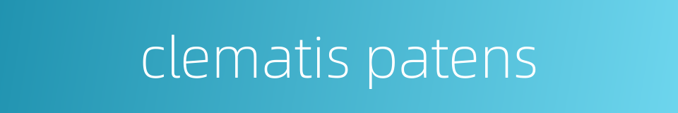 clematis patens的同义词