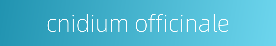 cnidium officinale的同义词