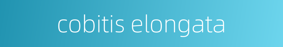 cobitis elongata的同义词