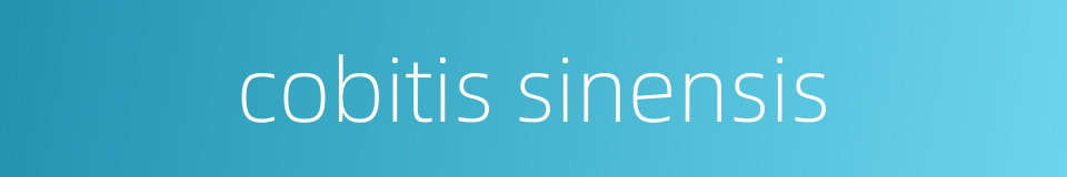 cobitis sinensis的同义词