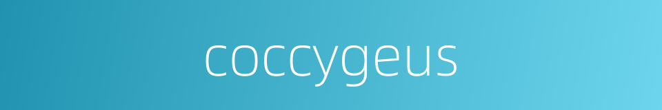 coccygeus的同义词
