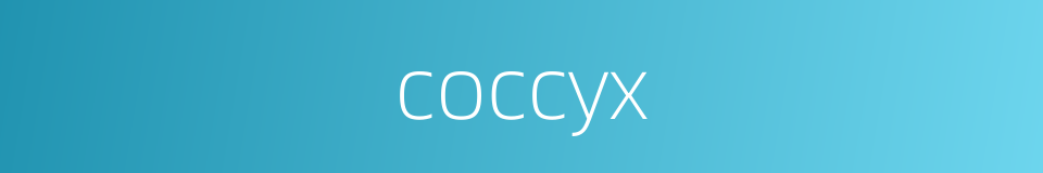 coccyx的意思