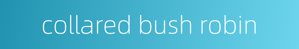 collared bush robin的同义词