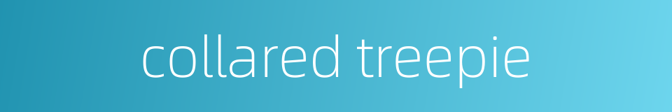 collared treepie的同义词
