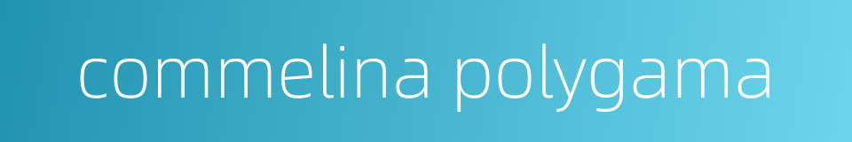 commelina polygama的同义词