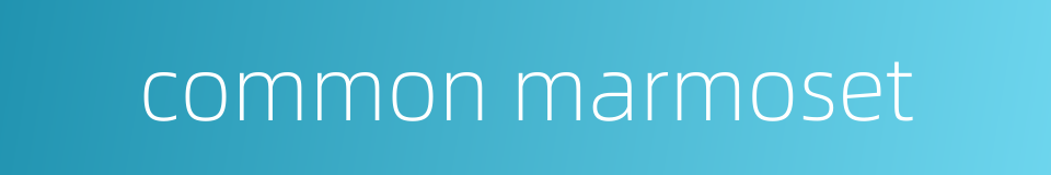 common marmoset的同义词