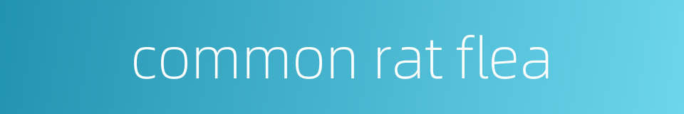 common rat flea的同义词