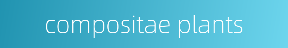 compositae plants的同义词
