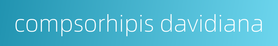 compsorhipis davidiana的同义词