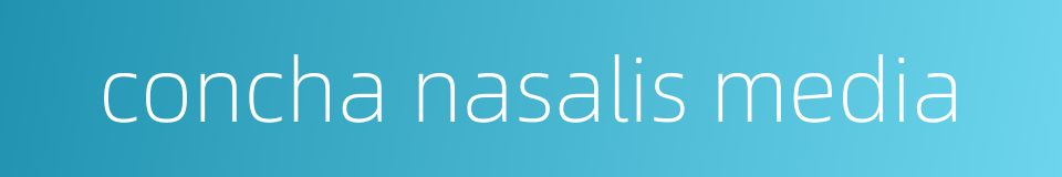 concha nasalis media的同义词