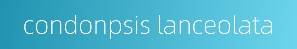 condonpsis lanceolata的同义词