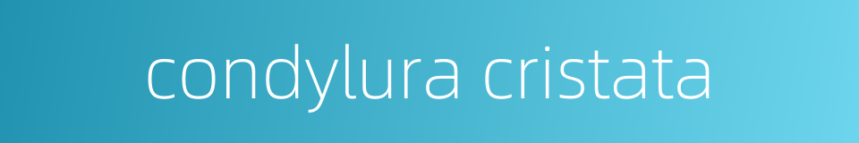 condylura cristata的同义词