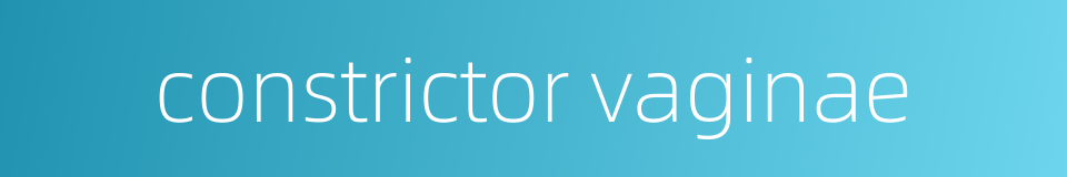 constrictor vaginae的同义词