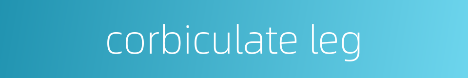 corbiculate leg的同义词