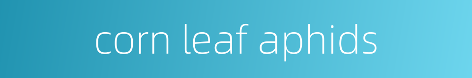corn leaf aphids的同义词