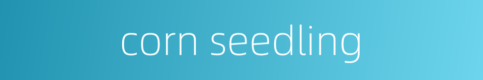 corn seedling的同义词