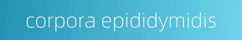 corpora epididymidis的同义词