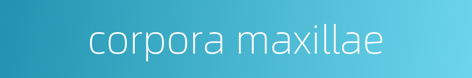 corpora maxillae的同义词