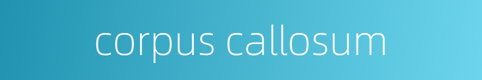 corpus callosum的同义词