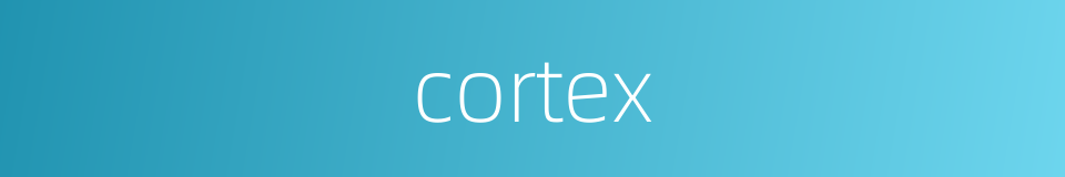 cortex的同义词